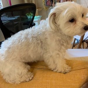 Meet your Posher, Yun di